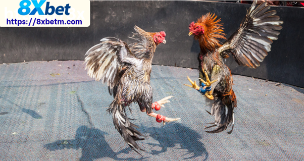 Những nhân vật đứng sau trận đá gà gây chấn động